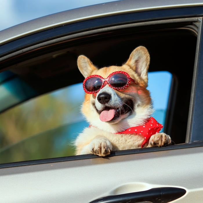Dog Car Accessories to Keep Your Pup Safe and Comfortable