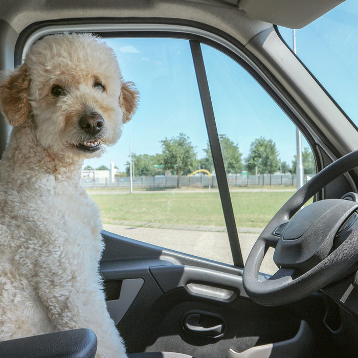Dog Car Safety | dog in car