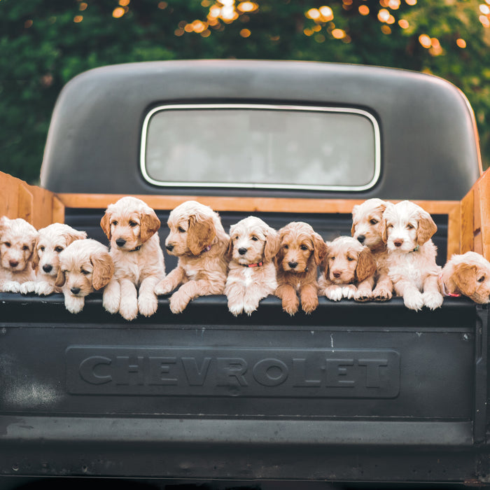 How to Transport Your New Puppy in the Car Safely