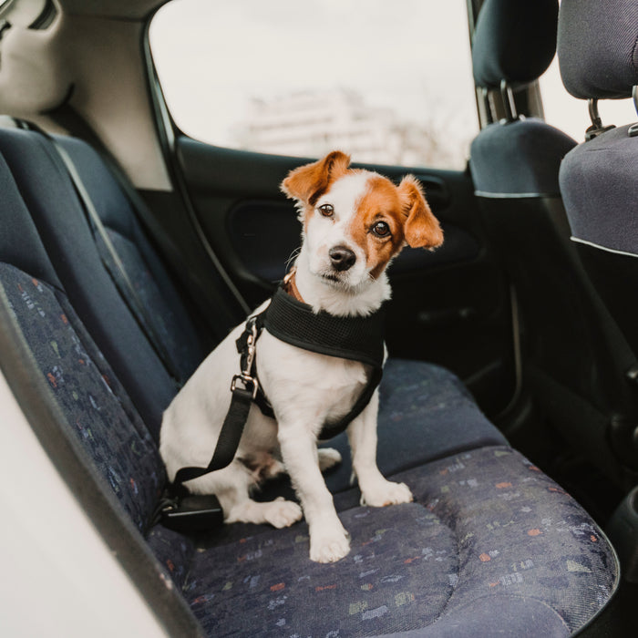 Buckle Up! Keep Your Dog Safe with the Right Dog Seat Belt