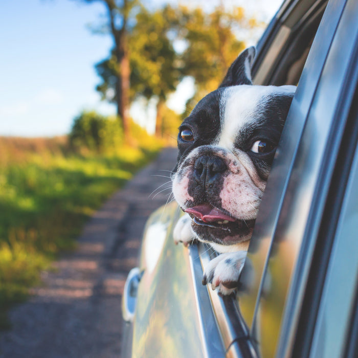 How to Choose the Right Dog Car Harness