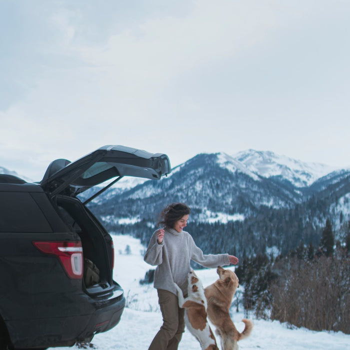 20 Road Trip Tips for Traveling with Your Dog